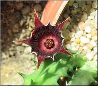 Huernia urceolata x  Huernia keniensis 